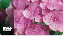 Vivid Photos