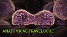 Anatomical Travelogue