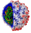 Overview of STMV, showing the protective capsid enclosing the viral genome