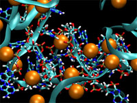 Sites of ions binding the viral genome, located using a CUDA-accelerated program